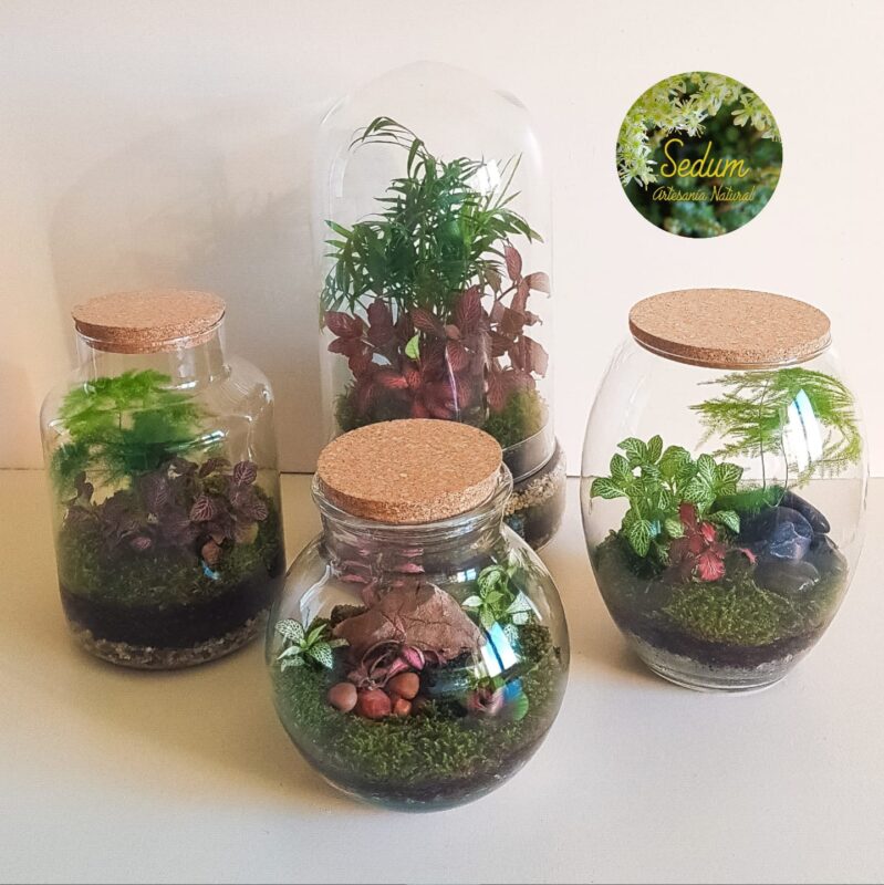 SEDUM ARTESANÍA NATURAL - Terrarios, Kokedamas y Jardines eternos. 3 IMG 20231024 WA0009
